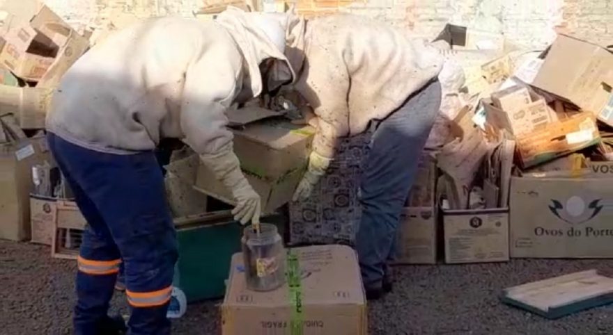 Defesa Civil é acionada para remover enxame de abelhas em empresa na Rua Jacarezinho