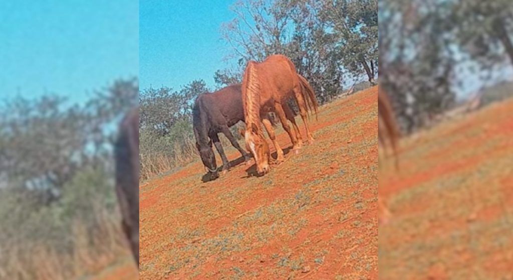Cavalos desaparecem no Itália