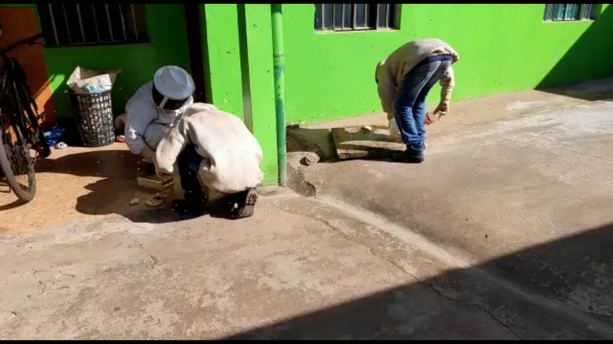 Defesa Civil realiza retirada de enxame de abelhas no Bairro Santa Cruz