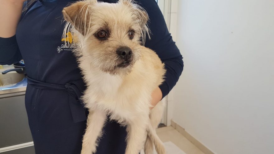 Cachorrinha avisa sobre arrombamento de casa no Bairro Cataratas