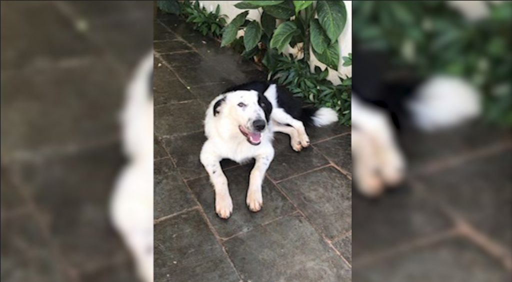 Cachorro sumiu no Parque São Paulo