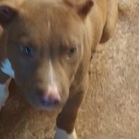 Imagem referente a Internauta pede ajuda para encontrar cachorro no Bairro Periolo