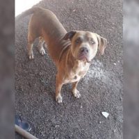Imagem referente a Moradora procura por cachorro desaparecido no Bairro Tarumã