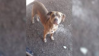 Moradora procura por cachorro desaparecido no Bairro Tarumã