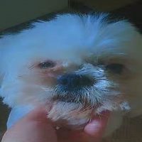 Imagem referente a Moradores procuram por cachorro desaparecido no Bairro Periolo