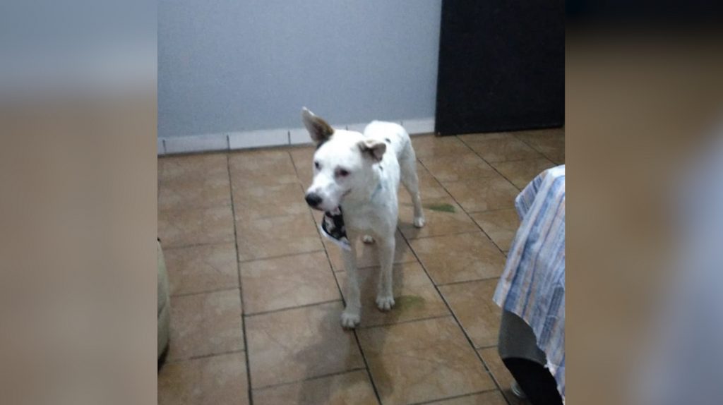 Cachorrinho ‘Branco’ está perdido e dona pede ajuda para encontrá-lo