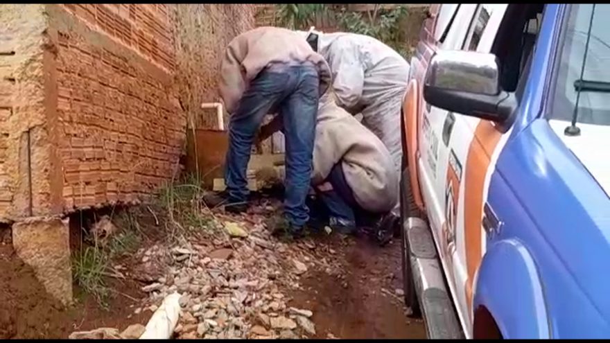 Defesa Civil realiza retirada de abelhas de residência no Morumbi