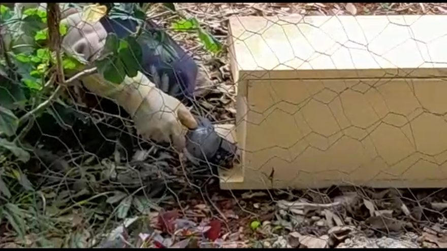 Enxame de abelhas se instala em jardim de residência e Defesa Civil realiza retirada