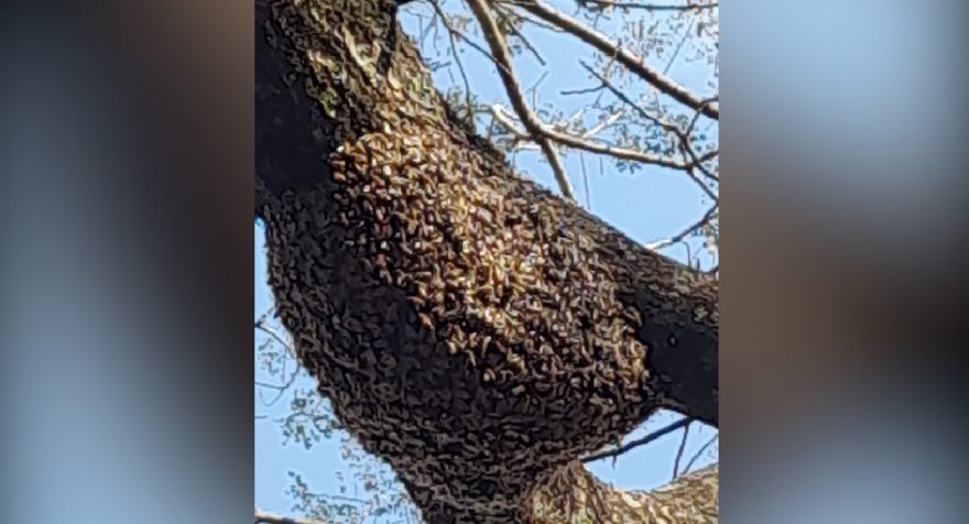 Defesa Civil realiza malabarismo para retirar enxame de abelhas que se instalou em topo de árvore no Canadá