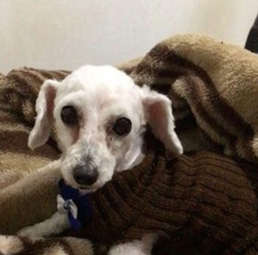 Floquinho desapareceu no São Cristóvão; há recompensa por ele