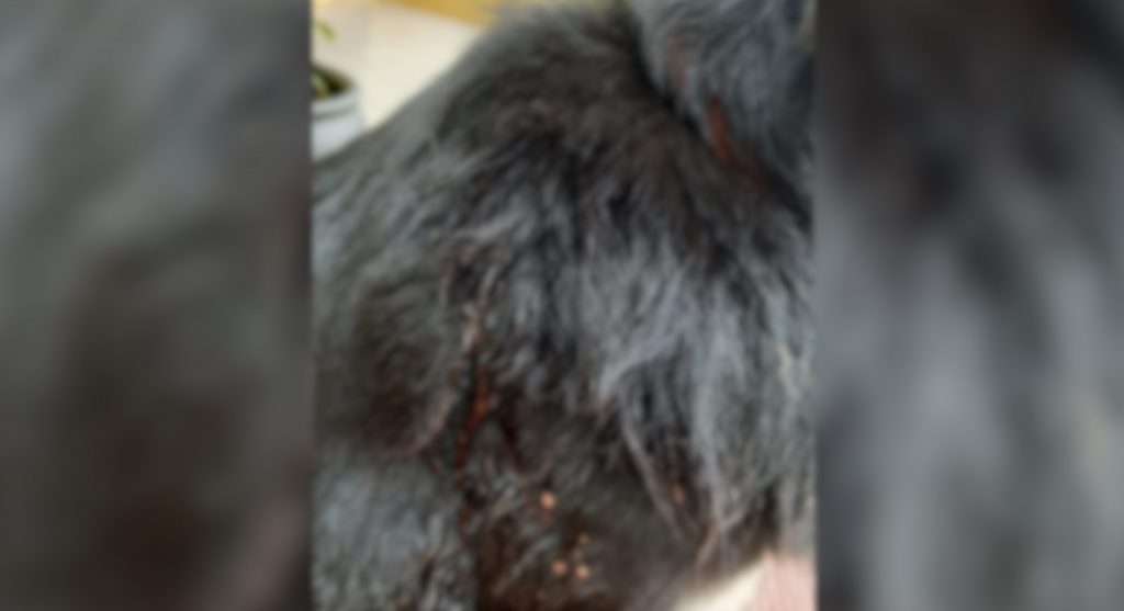 Cachorro é atingido por disparo de arma de fogo no Universitário