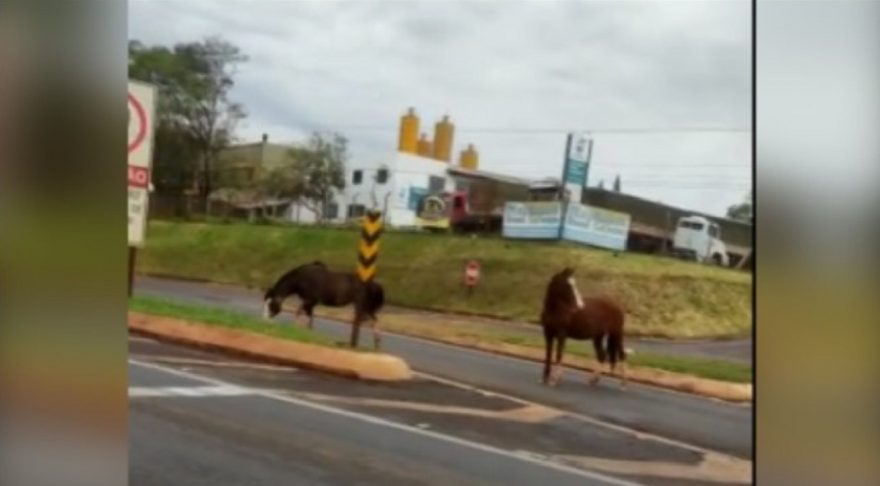 Atenção condutor, cavalos estão soltos na BR-277