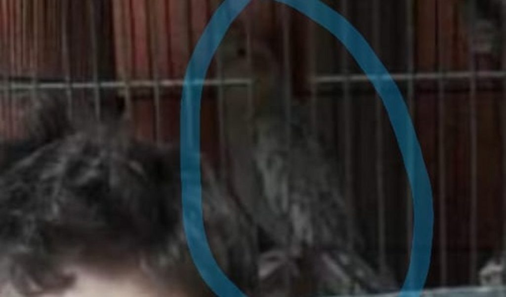 Calopsita está desaparecida no Bairro Periolo