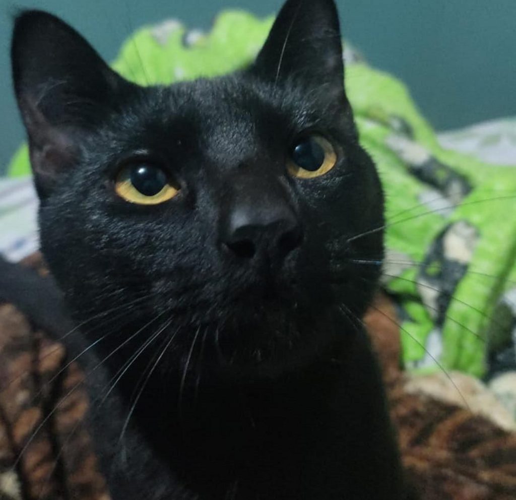 Gatinho Ethan está desaparecido no Cancelli
