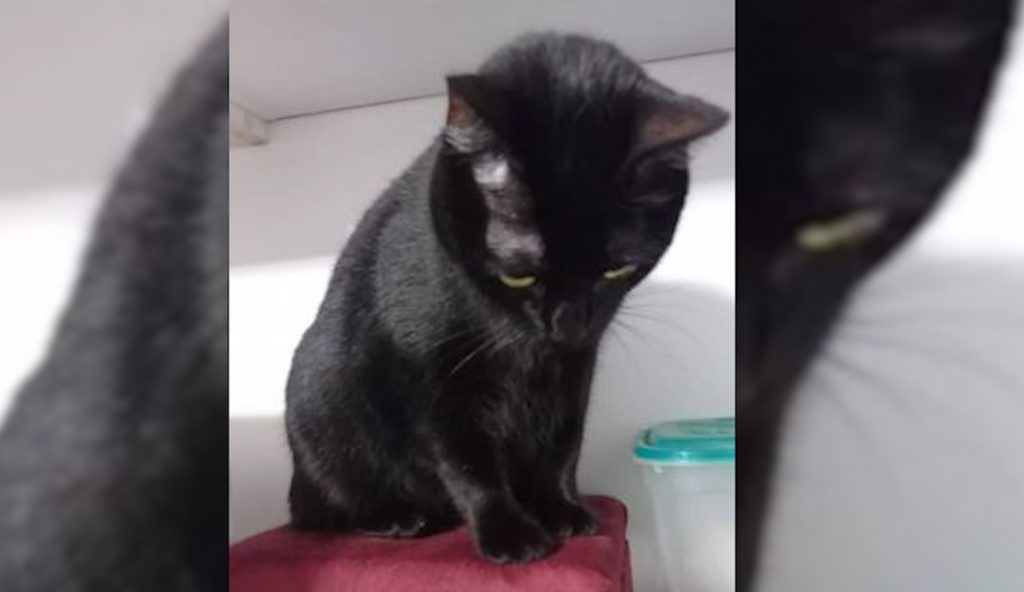 Gata Sabrina desapareceu em Toledo