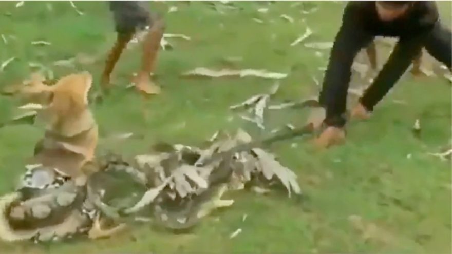 Olha a cobra! Vídeo mostra crianças desenrolando cobra gigante de cachorro 