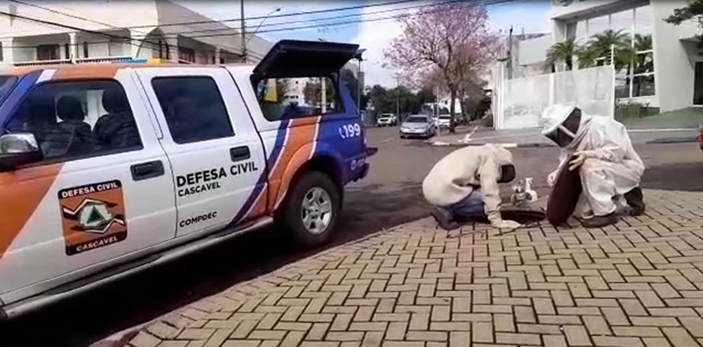Mais um enxame de abelhas é removido pela Defesa Civil em Cascavel