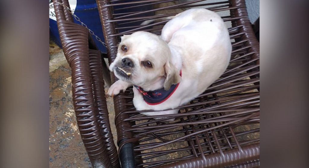 Cachorrinho está perdido próximo do Santa Felicidade e dona pede ajuda para encontrá-lo