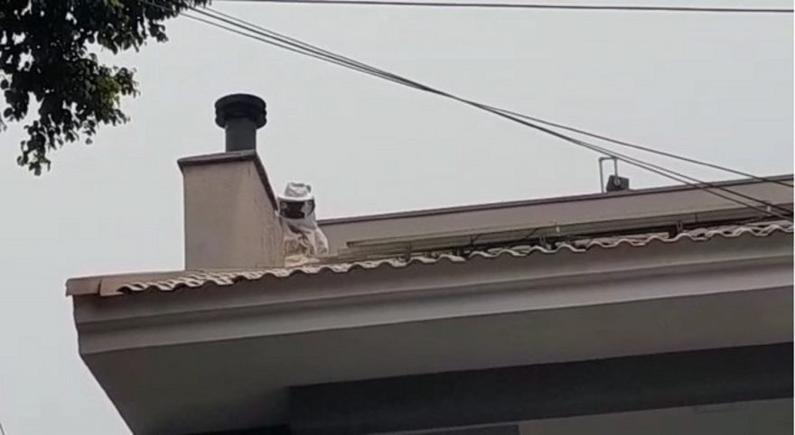 Enxame de abelhas é retirado pela Defesa Civil no Bairro Country