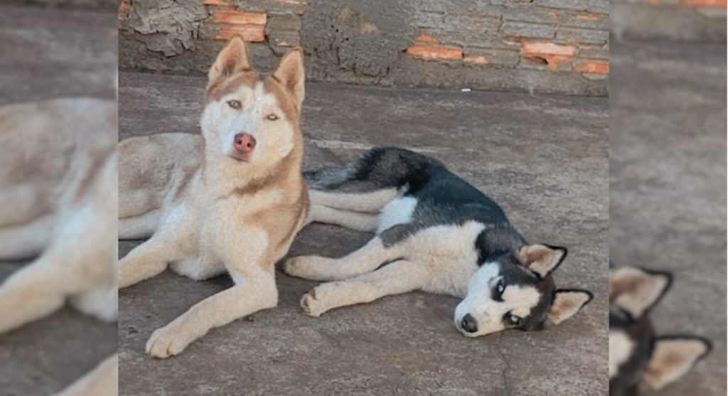 Pandora e Tomy sumiram no Cancelli