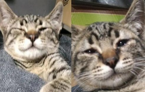 Gatinho Miminho está desaparecido no Bairro Morumbi Imagem referente a Gatinho Miminho está desaparecido no Bairro Morumbi