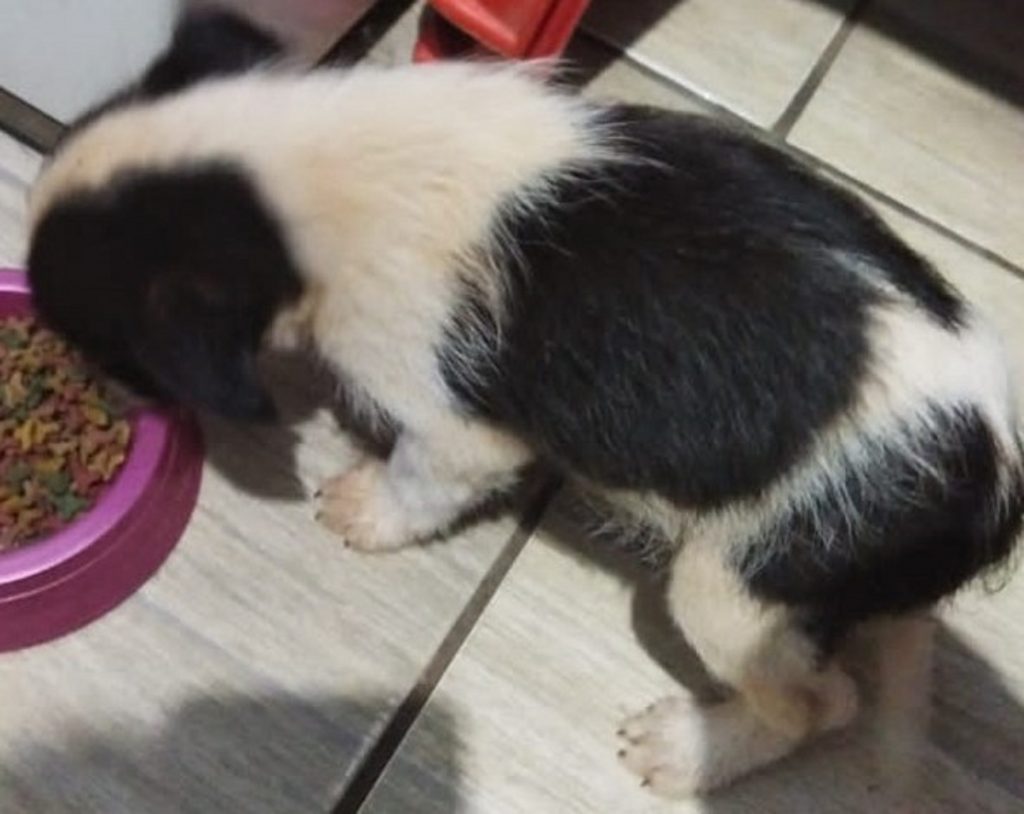 Cachorrinho é encontrado no Brasmadeira, conhece o dono?