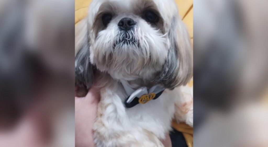 Cachorro é encontrado nas proximidades da FAG
