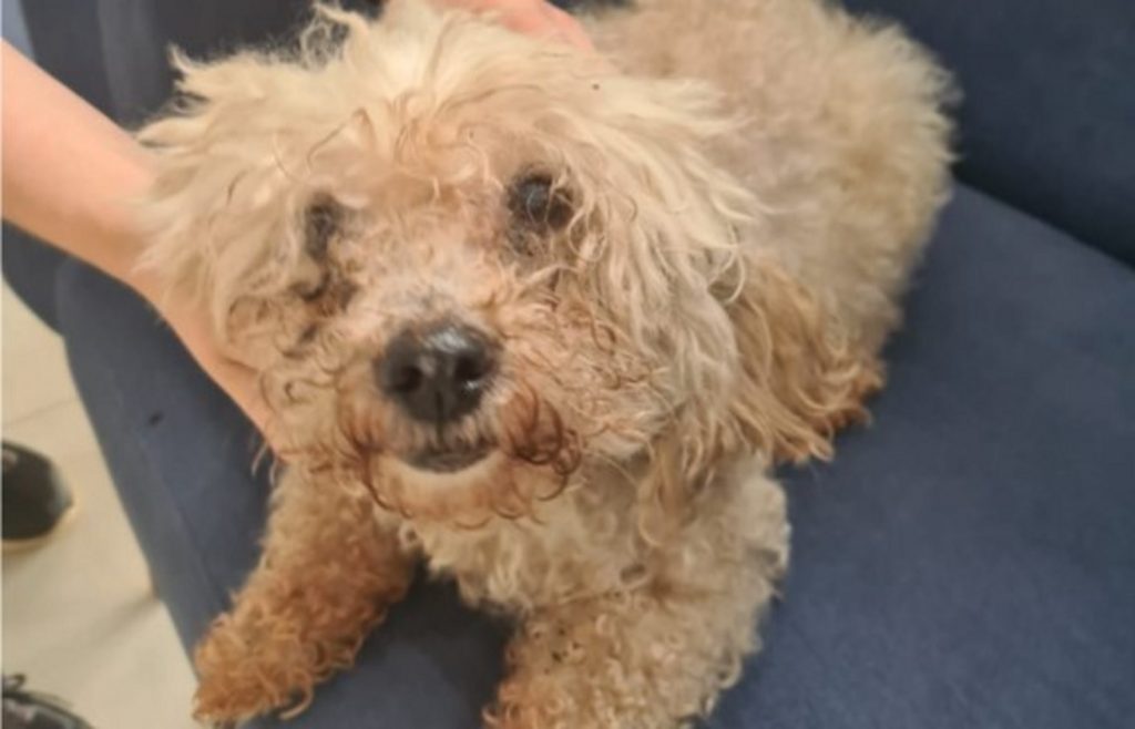 Cachorrinha é encontrada na Vila Militar