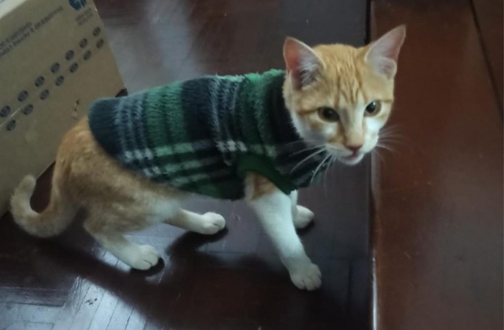 Gatinha perdida é encontrada no Centro
