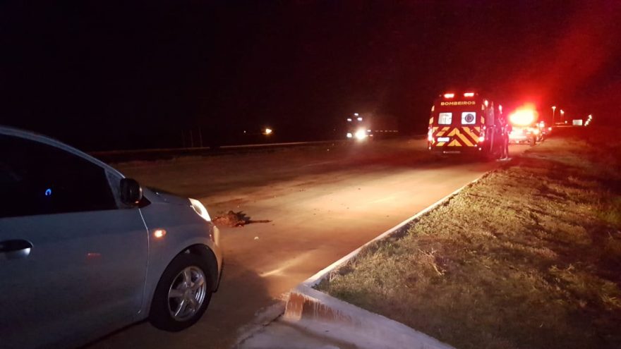 Animal silvestre morre ao ser atropelado por motociclista na BR-163; homem sofreu contusão no ombro