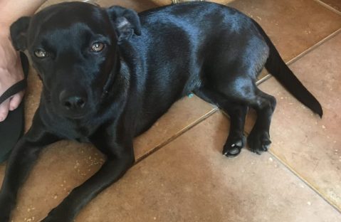 Cachorrinha Gamora está desaparecida no Bairro Jardim Colonial Imagem referente a Cachorrinha Gamora está desaparecida no Bairro Jardim Colonial