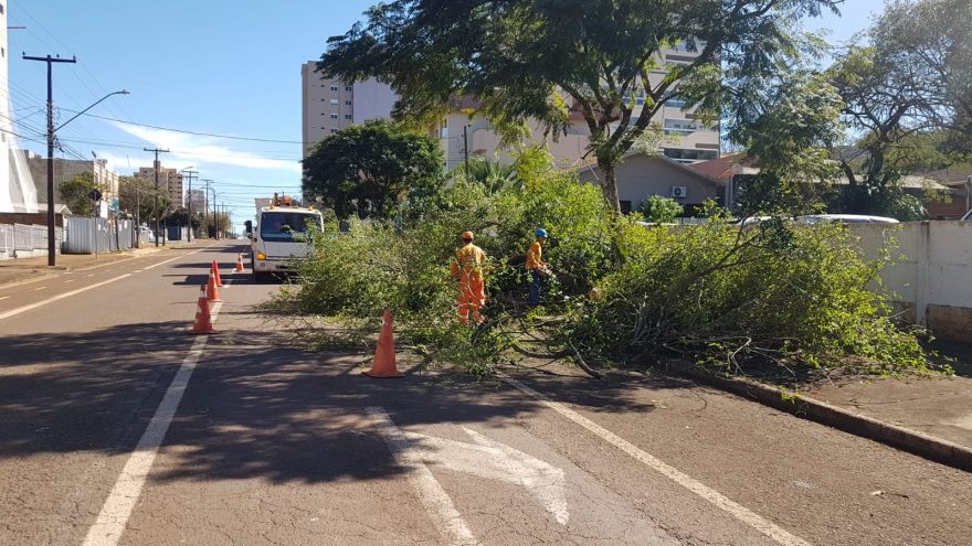 Equipes da Prefeitura realizam corte de árvore que caiu na Rua Vicente Machado, no Centro