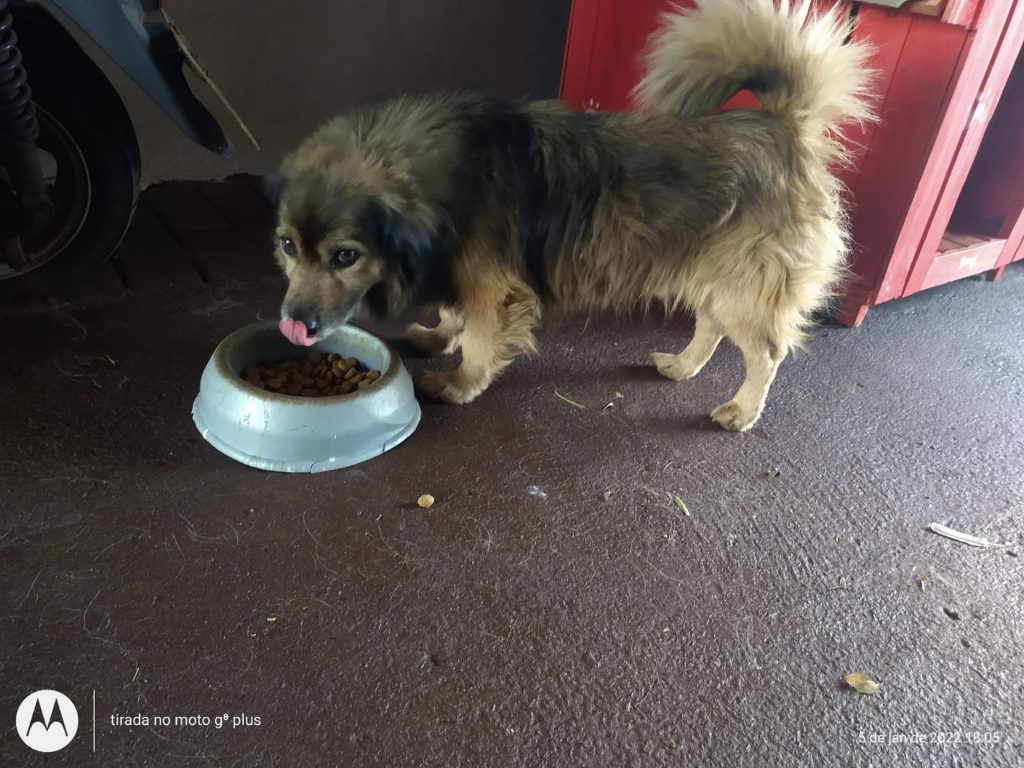 Scooby fugiu de casa e dona pede ajuda para encontrá-lo