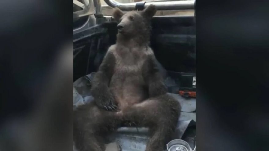 Vídeo: Após ingerir “mel louco”, ursa fica desorientada e precisa ser resgatada