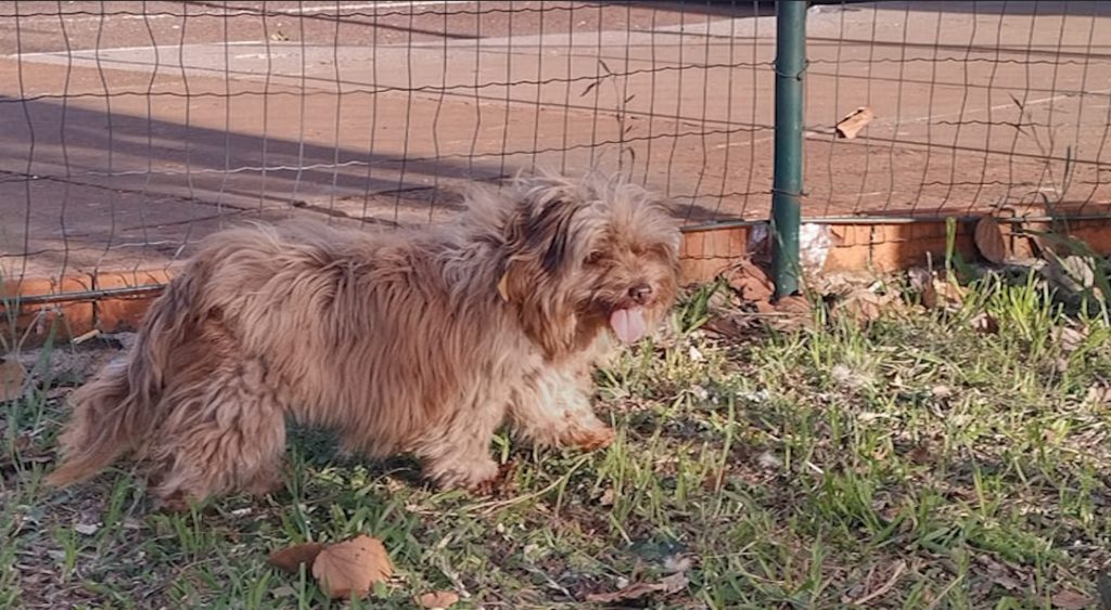 Cachorrinho é resgatado em Cascavel