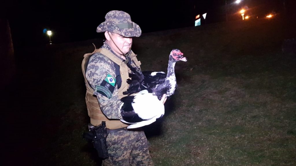 Pato cai em vertedouro do Lago Municipal e é resgatado pela Patrulha Ambiental da GM Pato cai em vertedouro do Lago Municipal e é resgatado pela Patrulha Ambiental da GM