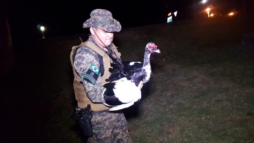 Pato cai em vertedouro do Lago Municipal e é resgatado pela Patrulha Ambiental da GM