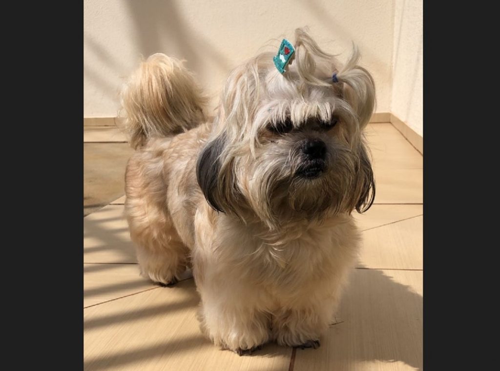 Cachorrinha foi encontrada no Centro Cachorrinha foi encontrada no Centro
