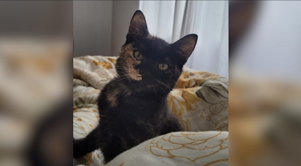 Gatinha neném fugiu de sua casa no Santa Cruz