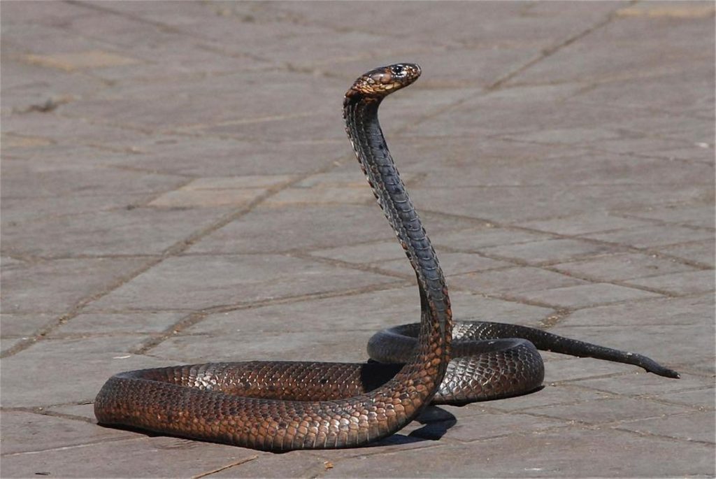 Menina de dois anos morde cobra após ser atacada no quintal de casa