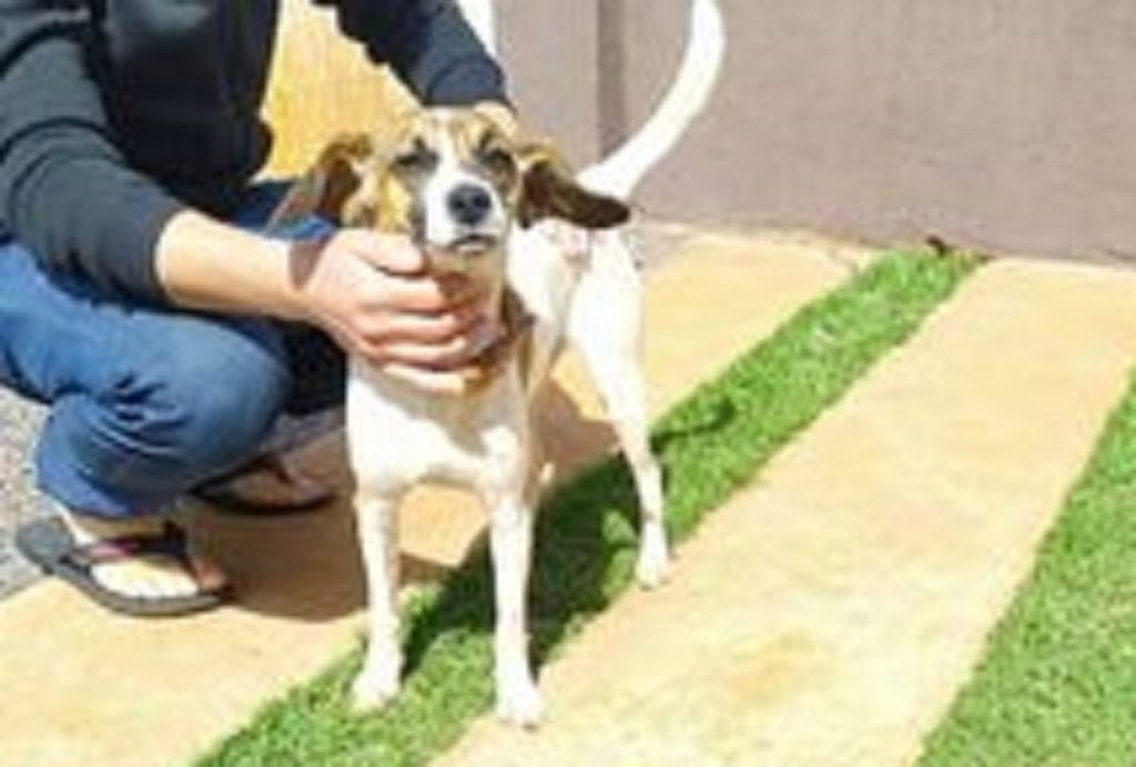Cachorrinho é encontrado próximo da Univel