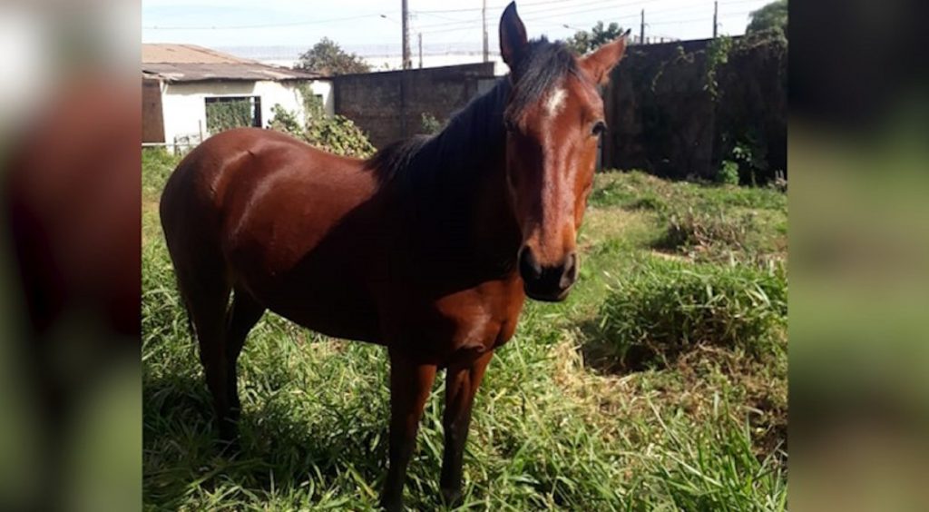 Égua fugiu de casa no Bairro Cataratas e está perdida