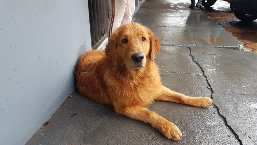Cachorro que estava sumido é encontrado em residência na Neva; tutor registra boletim na 15ª SDP