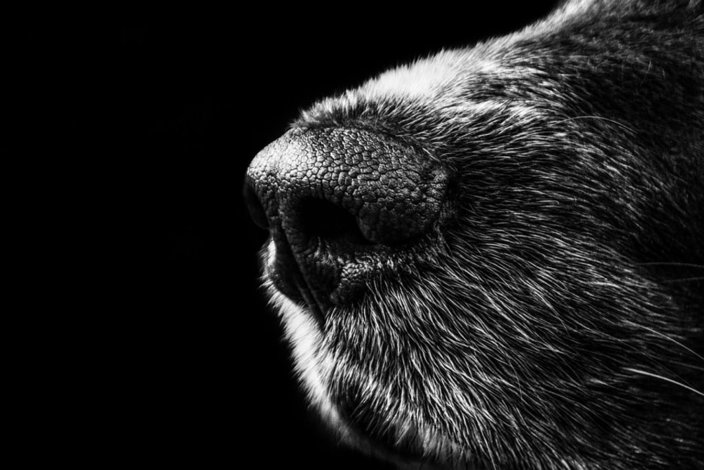 Idoso morre ao ser atacado pelo próprio cachorro