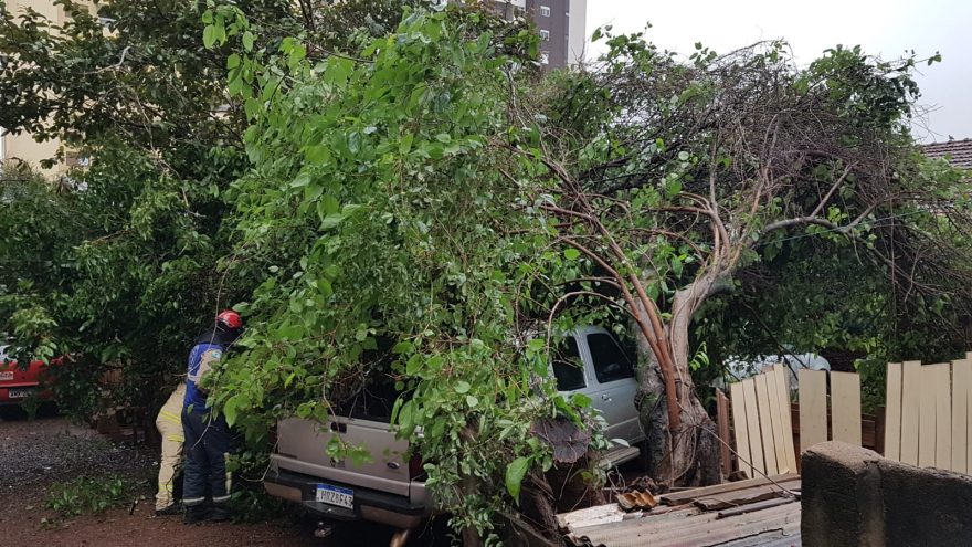 Árvore cai sobre carro e mobiliza Corpo de Bombeiros na Rua Pernambuco