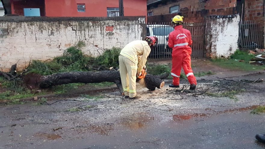Mais uma queda de árvore é registrada em Cascavel mobilizando Corpo de Bombeiros