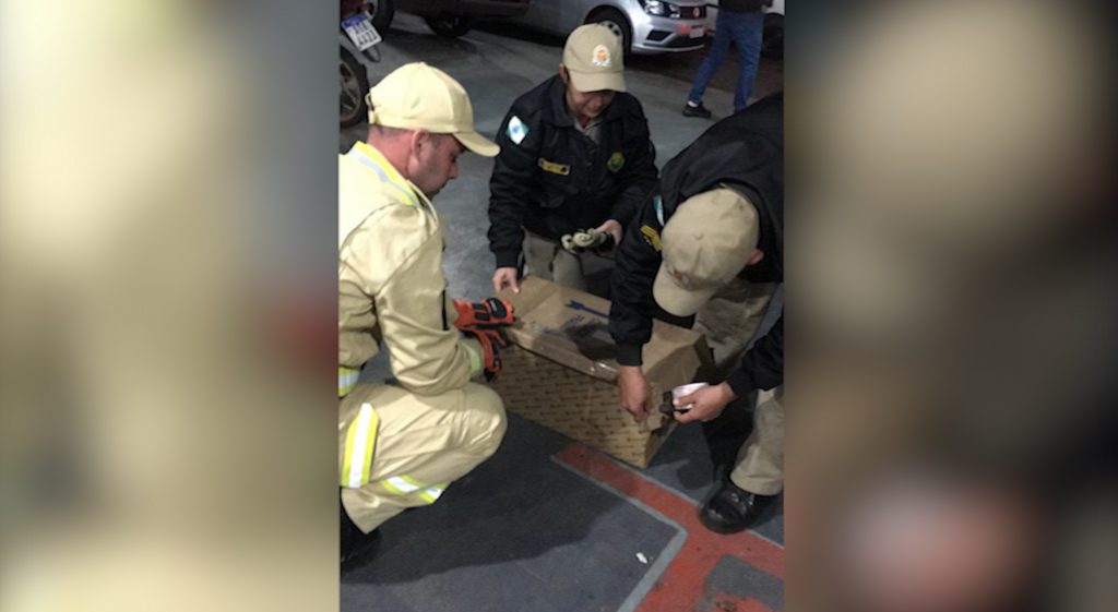 Furão invade mecânica na Av. Tancredo Neves e bombeiros resgatam animal