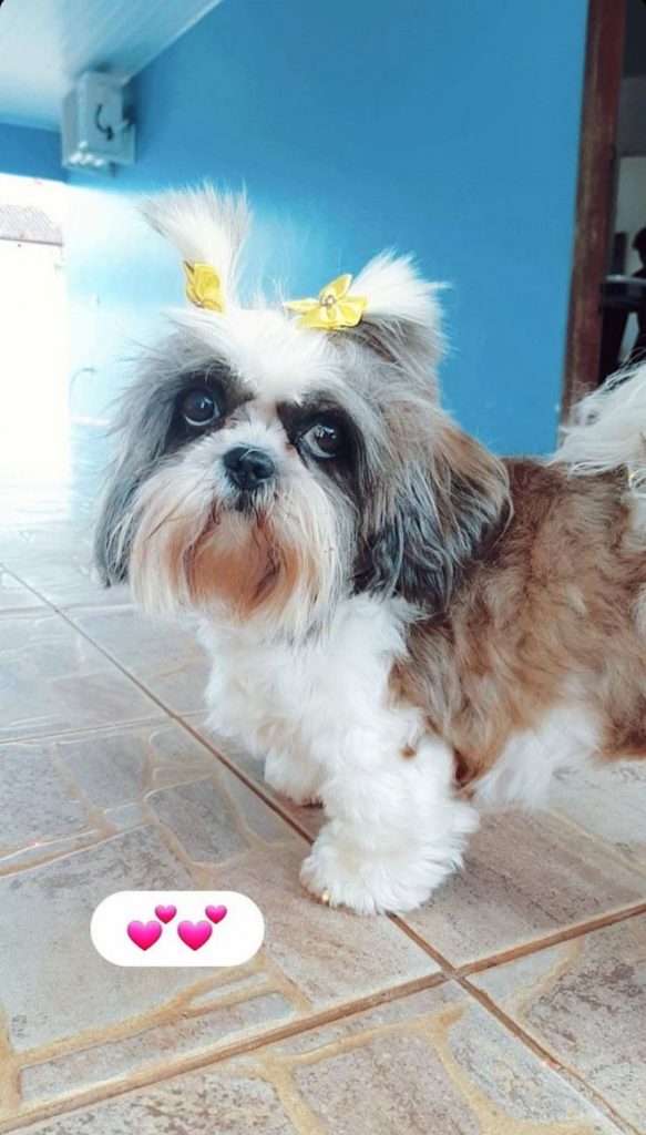 Cachorrinha sumiu na região do Brasília/Floresta