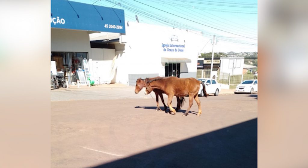 Atenção condutores: cavalos estão soltos em via pública no Bairro Floresta