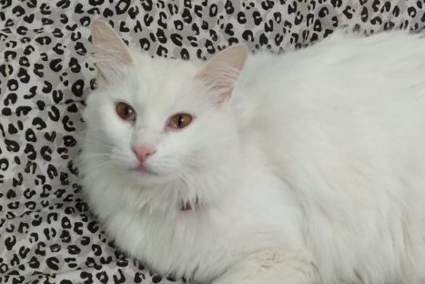 Gatinho Gatupiry está desaparecido na Região do Lago e família oferece recompensa Imagem referente a Gatinho Gatupiry está desaparecido na Região do Lago e família oferece recompensa